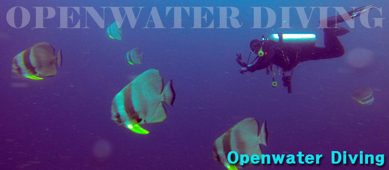 Padi Open Water Diver Dvd 1